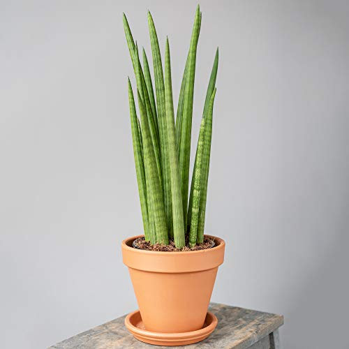 Sansevieria Cylindrica Spaghetti Plante d'intérieur de Qualité Supérieur de 30 à 40 cm pot inclus