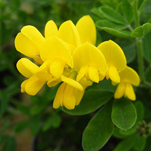 Thompson & Morgan Hardy Perennial Shrub Genista ‘Porlock’ Flowering Broom, Potted Garden Plants Ideal for Cottage Gardens, Patio and Containers (2 x 2 Litre Pot)