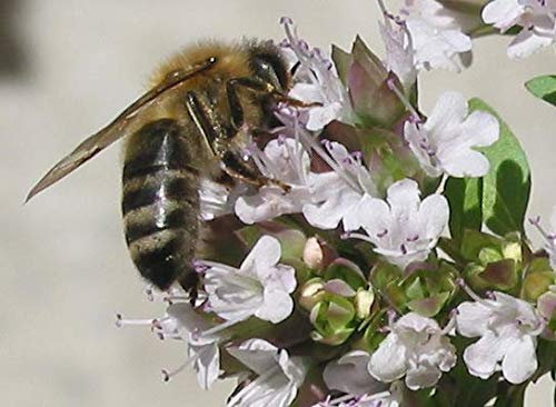 Majoran -Origanum majorana- 150 Samen