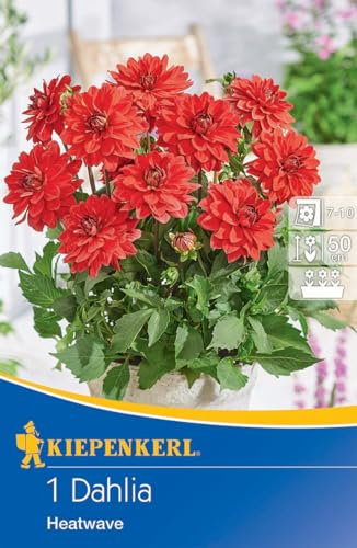Kiepenkerl Beet- & Kübel-Dahlie Heatwave - Blumenzwiebeln, Rot, Juli-Oktober Blütezeit, Mehrjährig, Ideal für Kübel, Dahlienknollen