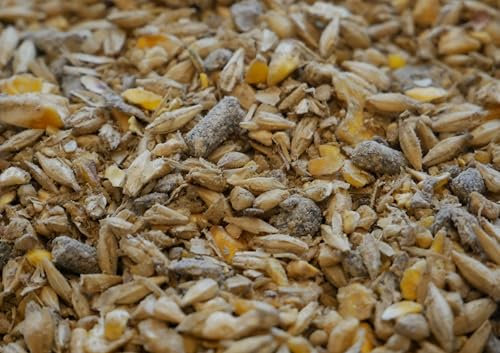 Horse Power – Getreidehaltiges Müsli für Sport- & Freizeitpferde | 25 kg | Vollmineralisiert, Hochwertige Energiequelle