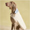 Rosewood Joules Sandshell Regenmantel für Hunde, groß, waschbar, leicht, Regen-/wasserabweisend, Hundemantel für große Hunde