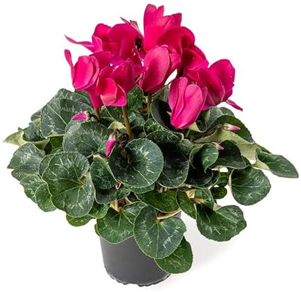 Cyclamen PREMIUM Planta con Flor de Invierno
