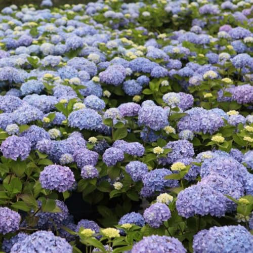 Hydrangea macrophylla 'Endless Summer - The Original' - Disease-Resistant Compact Hardy Shrub - Reblooming Purple-Blue Flowers - Borders and Containers – 1x 3 Litre Potted Plants by Thompson & Morgan