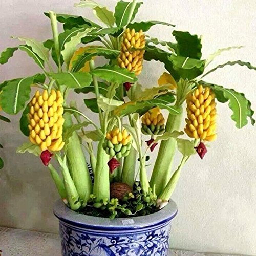 200Pcs / pack Rare Nani Banano Semi Mini Bonsai frutta esotica piante di giardino domestiche Fiore Pip