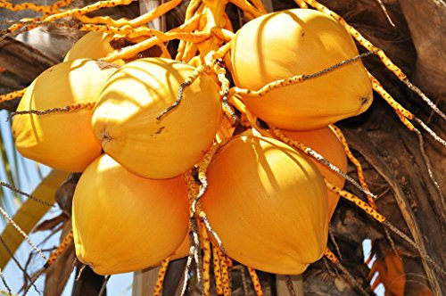 Cocos Nucifera Coconut (Yellow) Exotic Plant Palm Tree Ready to Pot,1 Live Seed