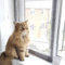 Flat Cats window screens - Twin Pack - Selection of sizes (60cm x 110cm, Grey Mesh/White Fixings)