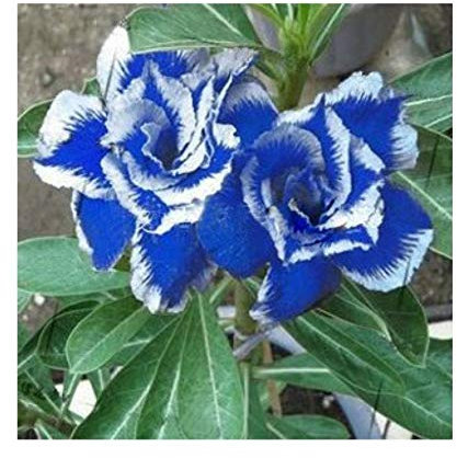 (Adenium * *) Nuovo Rare Blue Desert Rose (a Adenium) 2 semi 100% vera Varietà