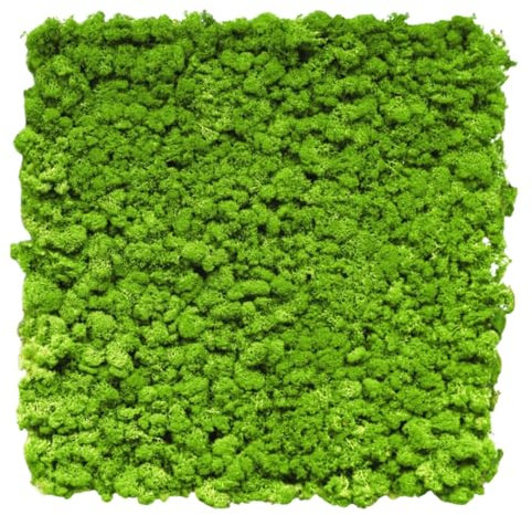 HORI® Mooswand | Wandpaneele aus Moos | Natur Wandverkleidung innen | Moosbild | Akustikpaneele 50 x 50 cm