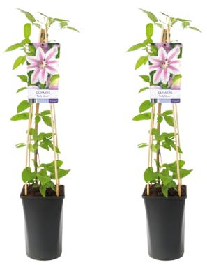 Waldrebe - Clematis Nelly Moser - Ø17cm - 75cm - 2 Stück