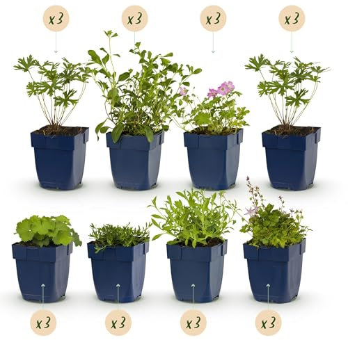 GreenboutiQ - Kit de plantes vivaces - Couverture du sol - 24 Plantes vivaces - Pour 3 m2 - Couleurs variées - Peu d'entretien - Pot 11cm