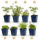 GreenboutiQ - Kit de plantes vivaces - Couverture du sol - 24 Plantes vivaces - Pour 3 m2 - Couleurs variées - Peu d'entretien - Pot 11cm