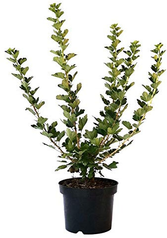 Hinnonmäki rot, robuste Stachelbeere Busch ca. 30-40 cm im 3 Liter Topf