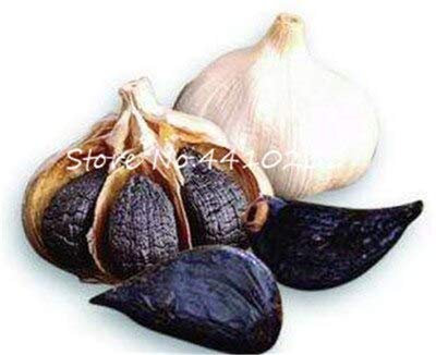 Semillas de hortalizas frescas SVI 100 piezas de ajo para plantar Negro