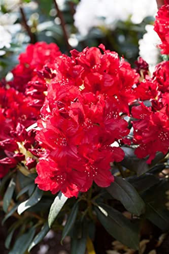 Rhododendron Hybr. 'Erato' 40-50 cm - Rhododendron, rote Blüten, Blütezeit Mai-Juni, ideal für Halbschatten, immergrün, winterhart