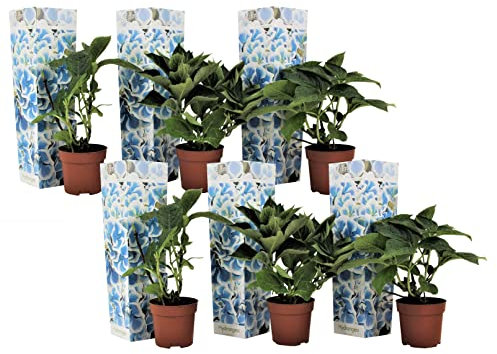 Plant in a Box - Hydrangea bicolor 'Bavaria' Blue - Set de 6 - Hortensias de dos colores - Maceta 9cm - Altura 25-40cm