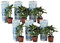 Plant in a Box - Hydrangea macrophylla 'Bavaria Bleu' - Set de 6 hortensias bicolores - Pot 9cm - Hauteur 20-30cm