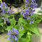 800 pcs katzenminze pflanze samen - Nepeta cataria - pflanzen für balkon, pflanzen garten winterhart katzenminze kaufen bodendecker, schattenpflanzen winterhart blumen samen, saatgut