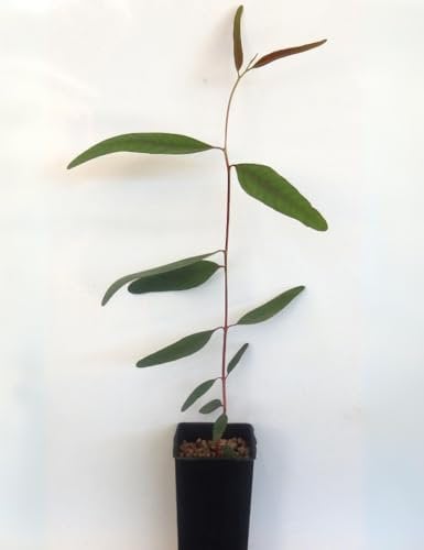 Eucalipto rosso Eucalyptus camaldulensis 3 piante in vaso 7x7 cm con canna 60 cm Vivaio di Castelletto