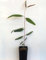 Eucalipto rosso Eucalyptus camaldulensis 3 piante in vaso 7x7 cm con canna 60 cm Vivaio di Castelletto