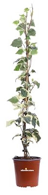 Pianta di Edera Variegata Pianta di Hedera Gloire De Marengo pianta di Edera rampicante pianta da esterno pianta vera di Edera pianta ornamentale venduta da eGarden.store (Vaso 17 cm)