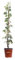 Pianta di Edera Variegata Pianta di Hedera Gloire De Marengo pianta di Edera rampicante pianta da esterno pianta vera di Edera pianta ornamentale venduta da eGarden.store (Vaso 17 cm)