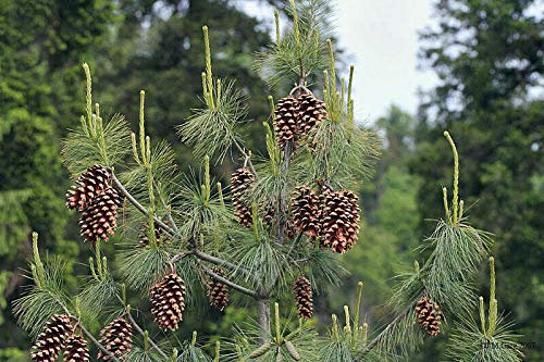 Tränen-Kiefer Pinus wallichiana Pflanze 15-20cm Wallich-Kiefer Himalaja-Kiefer