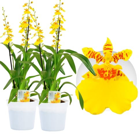 Echte Oncidium Joost Orchideen. 2 große Zimmerpflanzen aus Holland. 30-40 cm hoch mit Blüten und leicht duftend.(keine künstliche Orchidee, ohne Dünger und Topf, kein Samen und nicht winterhart)