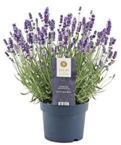 Planta de Lavanda - Crea un Jardín de Ensueño con sus Hermosas Flores Moradas y su Aroma Relajante