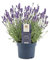 Planta de Lavanda - Crea un Jardín de Ensueño con sus Hermosas Flores Moradas y su Aroma Relajante