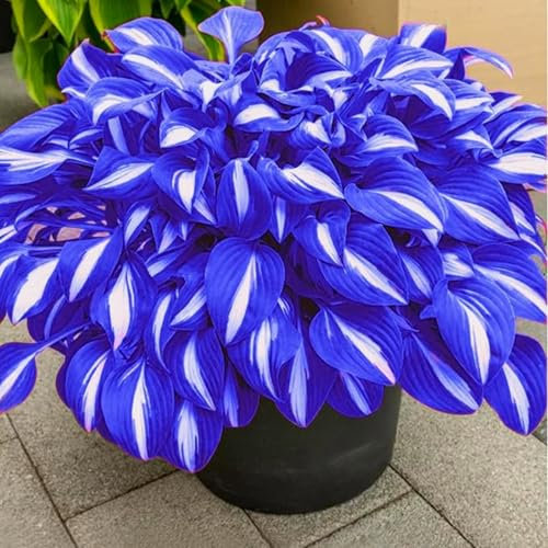 Funkien in seltenen Farben, winterharte Blumenzwiebeln, Stauden, dekorative Zierblumen, natürliche Wurzeln-4 zwiebeln-D