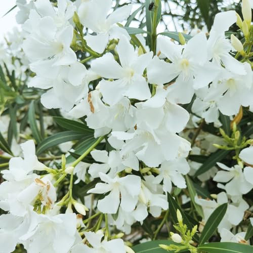 40 pcs oleander pflanzen samen robuste balkonpflanzen winterhart Nerium oleander, wildblumensamen mehrjährig winterhart bonsai topf baumsamen kleines geschenk für frauen winterfeste