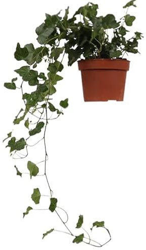 Hiedra Planta Natural Colgante de Interior o Exterior