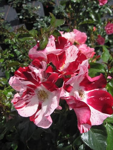Hochstammrose Simsalabim ® - rot-weiß gestreift - Kordes Rosen - 90cm Stamm + Krone - ADR Rosen