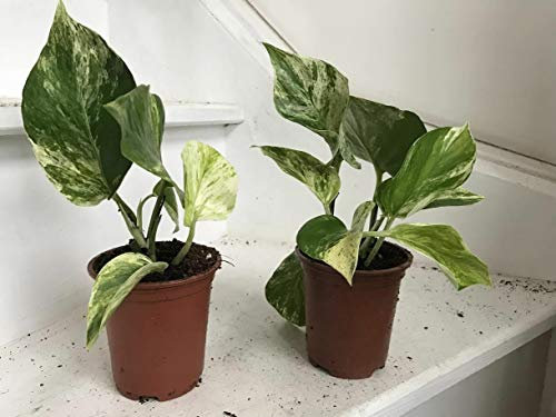 Portal Cool Epipremnum Aureum 'Marble Queen' Pianta Rara in 9cm Pot, Sent radice Nuda