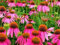 Purpur-Sonnenhut – Ruby Star – 200 Samen – Echinacea purpurea: Samen