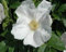 Neue, frische 100 Stück Rugosa-Rose-Blumensamen