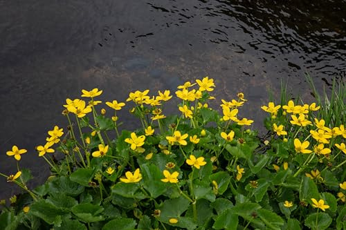 Lincolnshire Pond Plants Ltd - Marginal Aquatic Pond Plant - (Caltha Palustris) - 3Ltr Potted