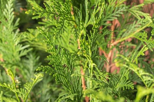 Lebensbaum 'Atrovirens' 60-80 cm Topf Thuja plicata winterhart immergrün