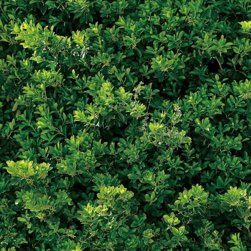 YENHOME Papier Peint Autocollant Mural Feuille Verte Salon 44.5x300cm Botanique Verte Papier Peint Adhesif pour Chambre Salle de Bain Cuisine Film Vinyle Autocollant Motifs Tropicaux Meubles Armoires