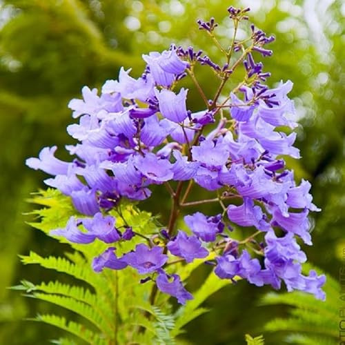 Albero Jacaranda Mimosifolia