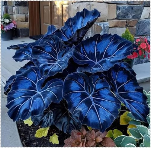 Luftreinigung-Hosta pflanze,Mysteriöse magische Glühbirne, Winterhart pflanzen,Mehrjährige Blumenzwiebel ist winterhart -6 Pflanzen Hosta Rhizom-J