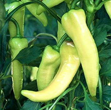 125 Graines de Sweet Banana - Poivrons