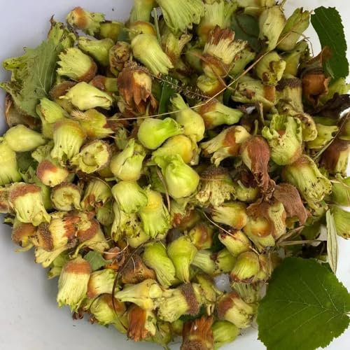 8 piezas Compre semillas de avellana, planta de avellana resistente, semillas de árboles, plantas de interior, semillas de avellana (Corylus avellana) comprar árboles, plantar Plantas