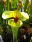 PLANTA CARNÍVORA DE CÁRTER AMARILLA (Trompeta amarilla) Semillas de flores de planta carnívora amarilla rugeliiPaquete de 1000 semillas