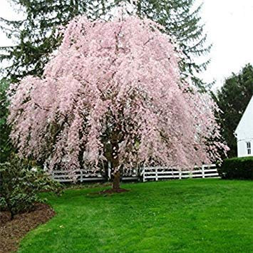 vegherb 5 Weeping Hellrosa Kirschbaum Samen Blüte Japanse Ornimental Garten