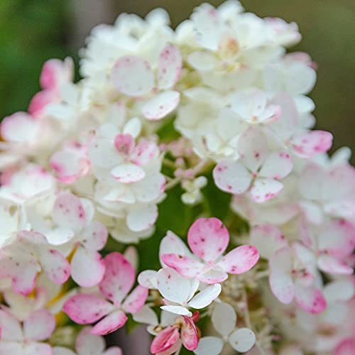 Hydrangea paniculata 'Tickled Pink®' First Editions®, Hardy Shrub, Deciduous, Pink Flowers, RHS Plants for Pollinators, for Containers, Cottage Gardens, Borders, 1 x 10-Litre Potted Plant by Suttons