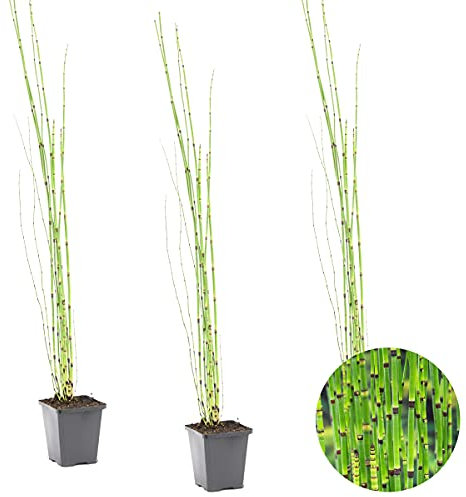 Bloomique - 3er Set - Equisetum Japonicum - Japanischer Schachtelhalm - Teichpflanzen Winterhart - Wasserpflanzen - Zone 2-3 - Höhe 20-30 cm - Topf 9 cm