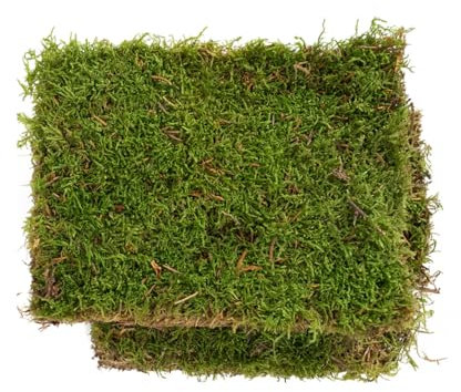 Ecodecs - Musgo Natural Vivo para Terrario plantas ecosistema, Bonsais naturales interior, Terrario reptiles, Terrario tortugas de tierra, Musgo para belenes, Musgo plano - MUSGO PLANO (S (15x10cm))