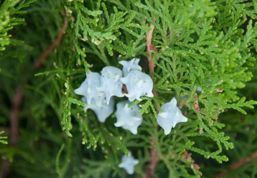 1 Pack of 25 SEEEDS Chinese Arborvitae - Thuja Orientalis